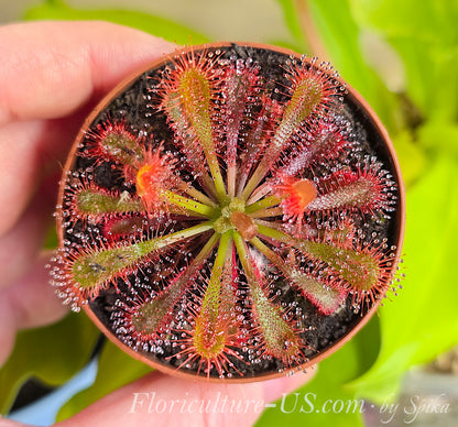 Perfect symmetrical top view of a live red Drosera spatulata var. lovellae plant rosette in a 2-inch pot, showcasing the carnivorous spoon-shaped leaves glistening with predatory dew.