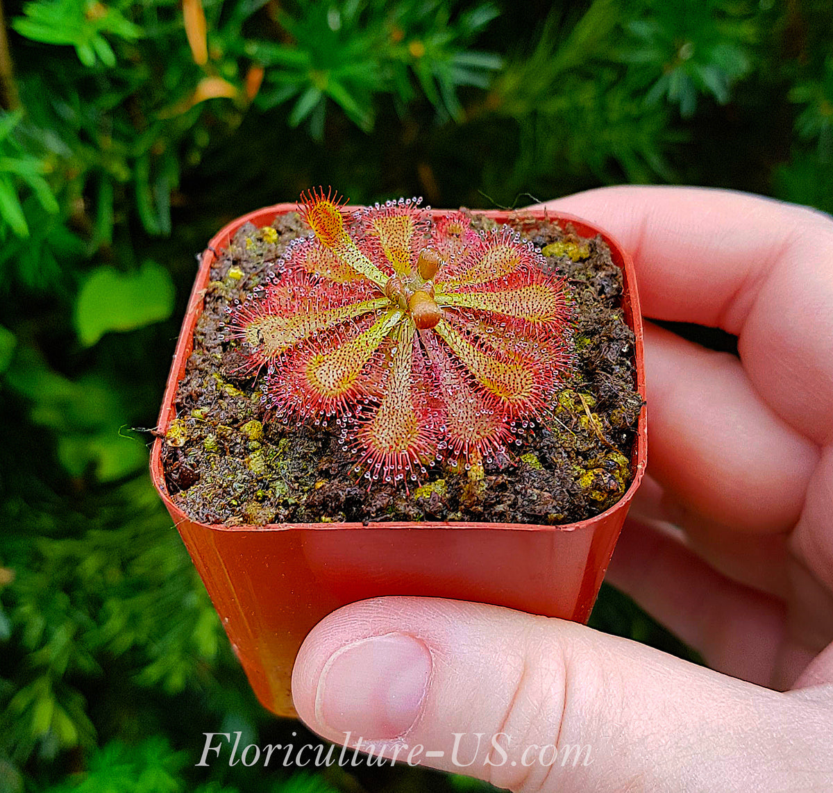 Side view of a live red Drosera spatulata var. lovellae carnivorous plant in a 2-inch pot, showing the low-growing compact rosette structure.