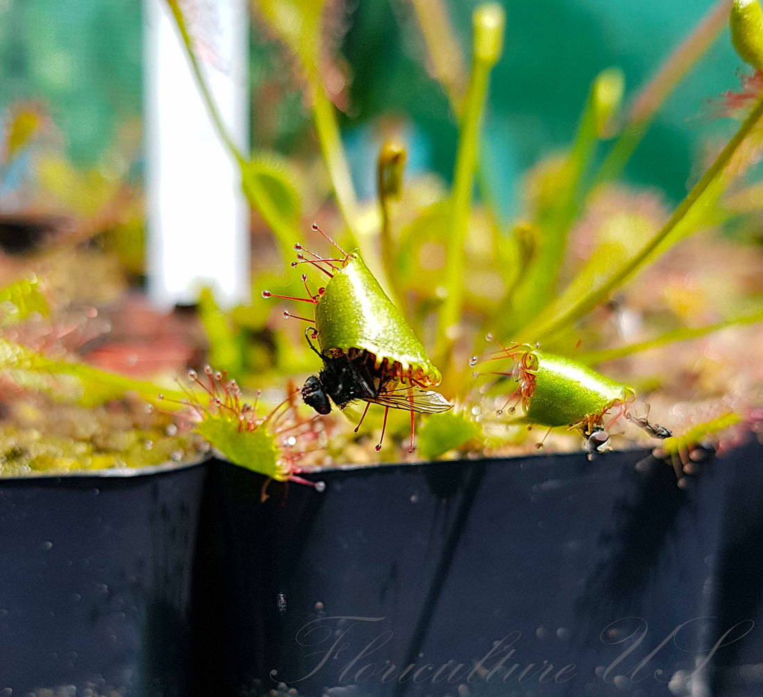 Drosera sundew plant leaf capturing insect prey natural feeding process Floriculture US