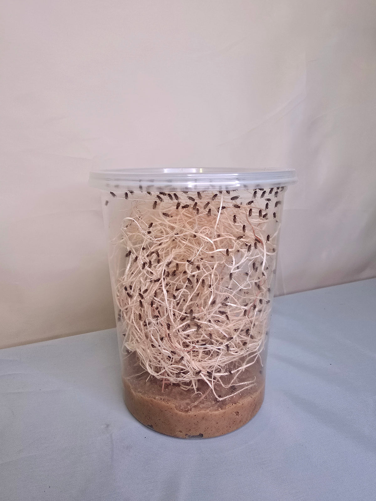 Drosophila Hydei culture media with developing larvae and pupae ensuring continuous fruit fly supply.