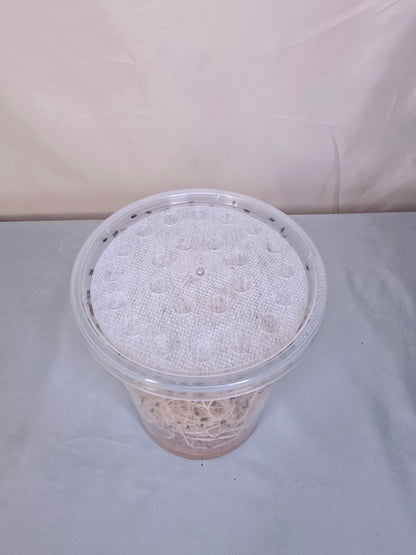 Drosophila Hydei culture media with developing larvae and pupae ensuring continuous fruit fly supply.