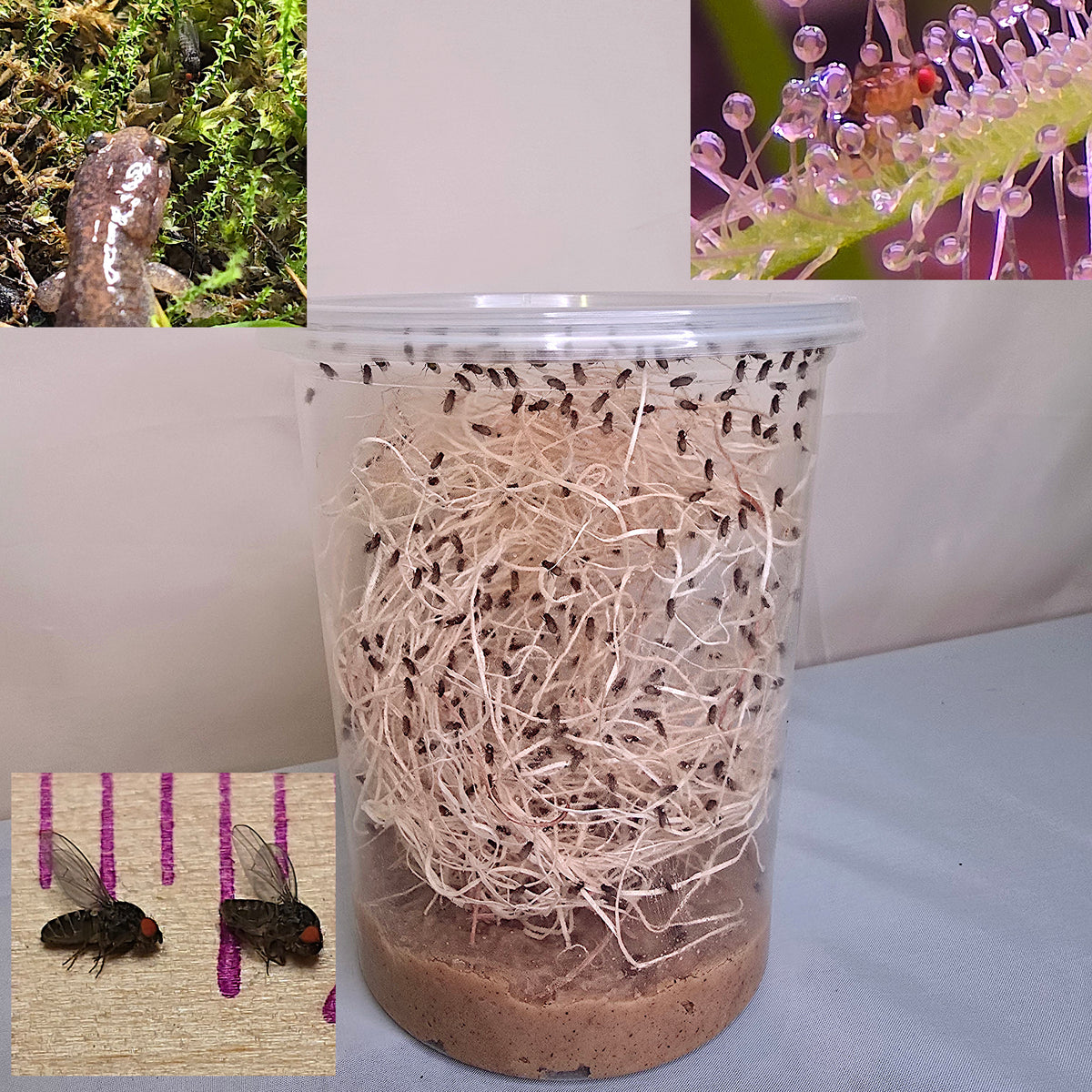 Live Drosophila Hydei fruit fly culture in a breeding cup, perfect feeder insects for carnivorous plants.