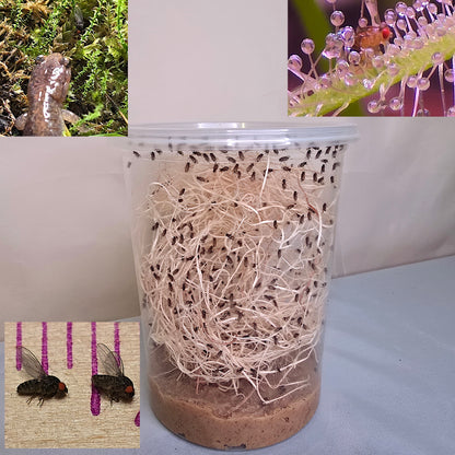 Live Drosophila Hydei fruit fly culture in a breeding cup, perfect feeder insects for carnivorous plants.