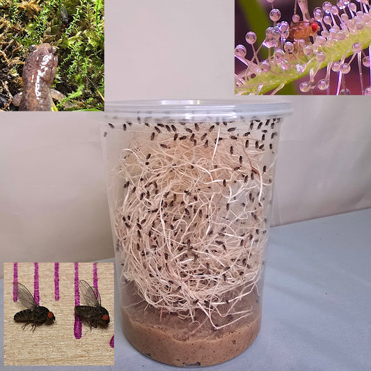 Live Drosophila Hydei fruit fly culture in a breeding cup, perfect feeder insects for carnivorous plants.