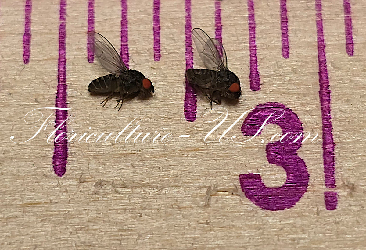 Size comparison of a flightless Drosophila Hydei fruit fly using a metric ruler close-up.