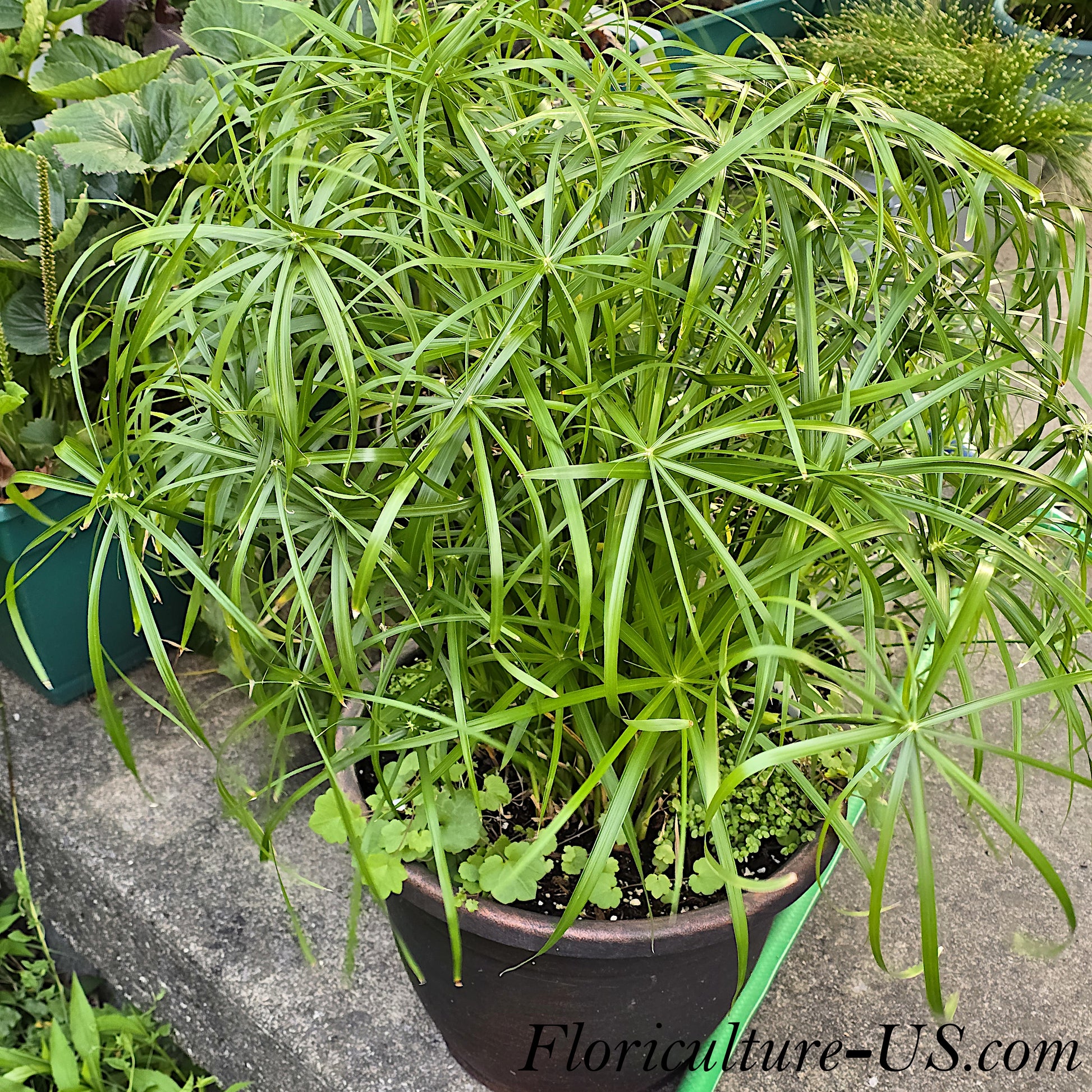 Mature dwarf papyrus grass Baby Tut looking like a miniature palm tree in a pot.