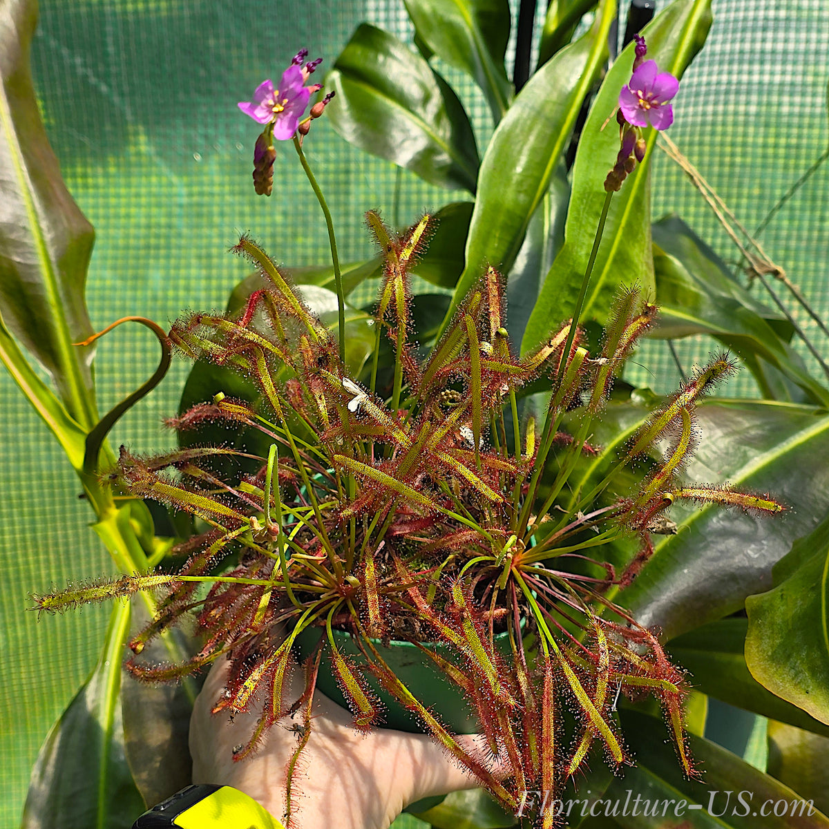 Mature form of the easy-to-grow all-red Drosera Capensis sundew plant catching insects on its leaves.
