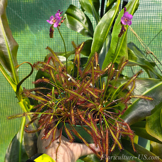 Mature form of the easy-to-grow all-red Drosera Capensis sundew plant catching insects on its leaves.