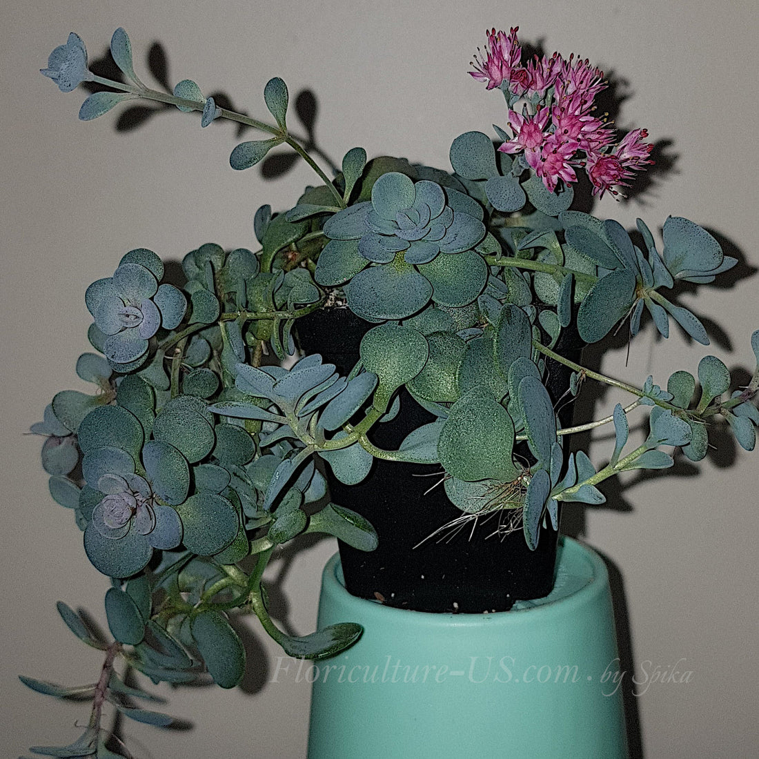 Sedum Blue Elf succulent in full bloom with clusters of vibrant pink flowers.