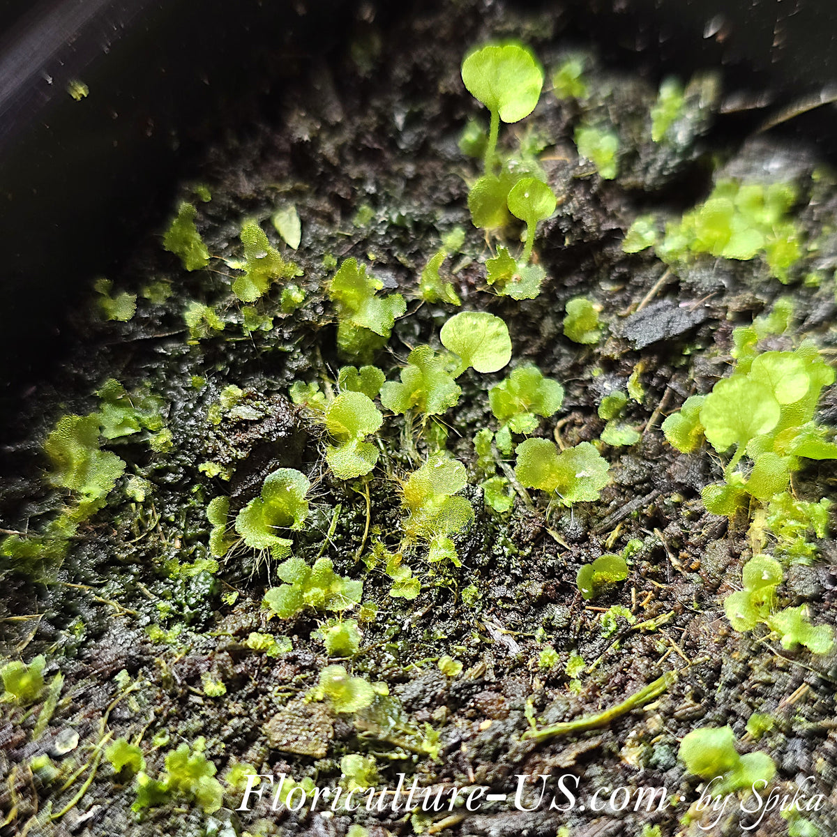A green moss-like carpet of young fern prothalli gametophytes growing on a moist sterile soil surface from sprouted spores