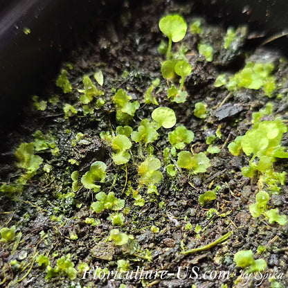 A green moss-like carpet of young fern prothalli gametophytes growing on a moist sterile soil surface from sprouted spores
