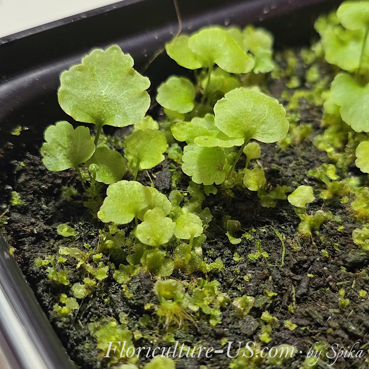 Tiny green fern prothalli showing the very first miniature juvenile fronds sprouting from the gametophyte carpet
