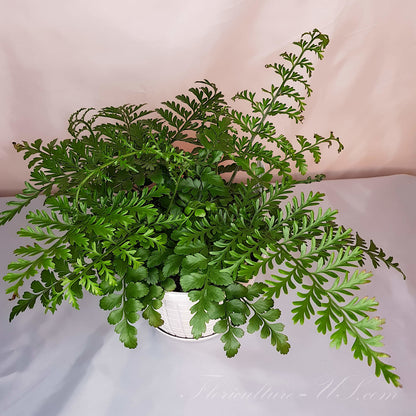 Asplenium Dimorphum x Difforme