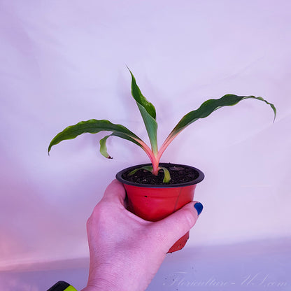 Well-rooted live specimen of an exotic orange spider plant shipped from a US nursery.