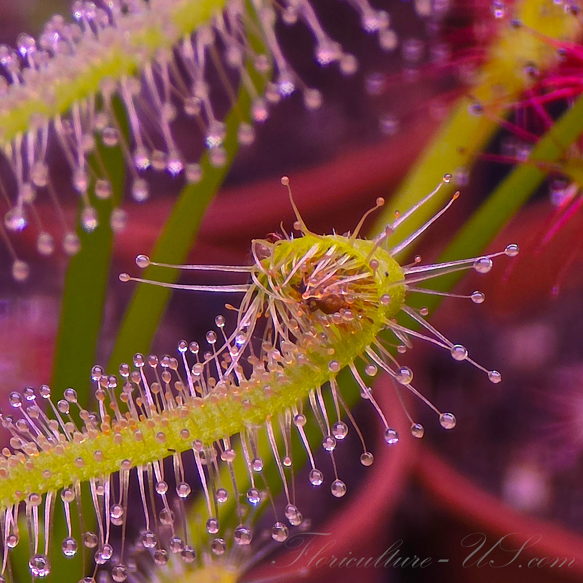 Macro shot of large flightless Drosophila Hydei fruit flies used for feeding Sundews and Venus Flytraps.