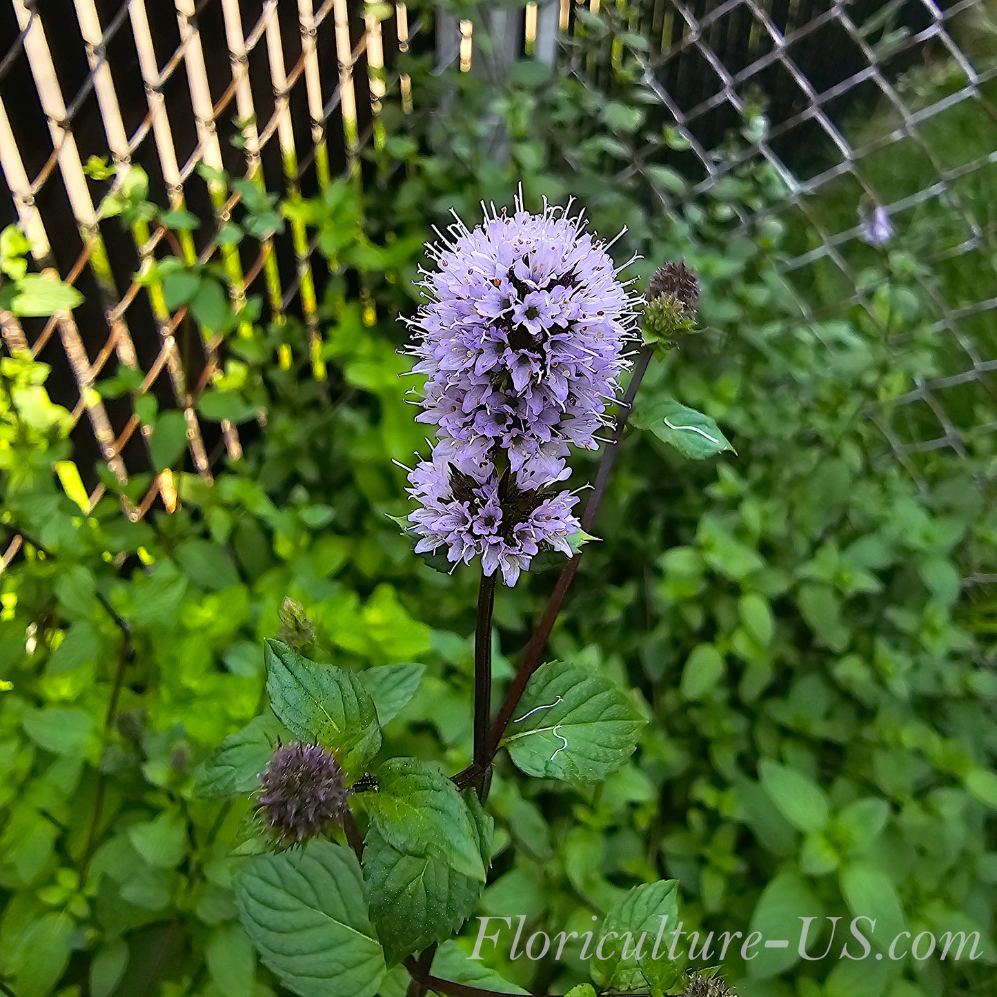 Mentha Peppermint  (Mentha x Piperita), Unrooted Cuttings, Live plant, Herb