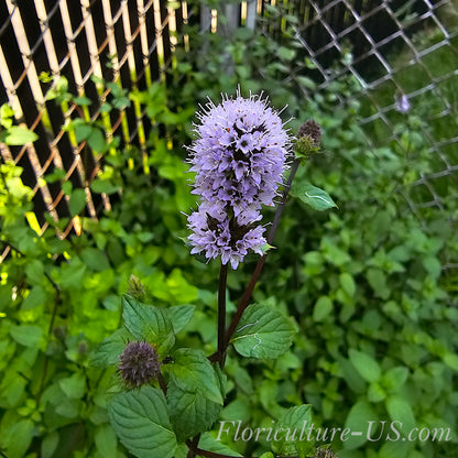 Mentha Peppermint  (Mentha x Piperita), Unrooted Cuttings, Live plant, Herb