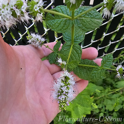 Mentha Spearmint (Spicata), Unrooted Cuttings, Herb