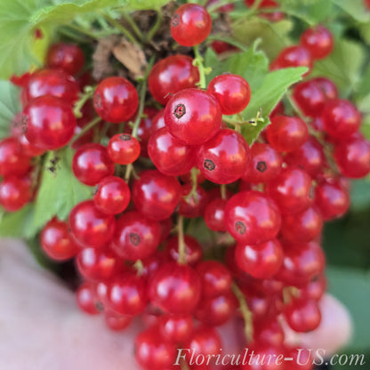 Macro shot of healthy vitamin-rich fresh red currants edible fruits growing outdoors