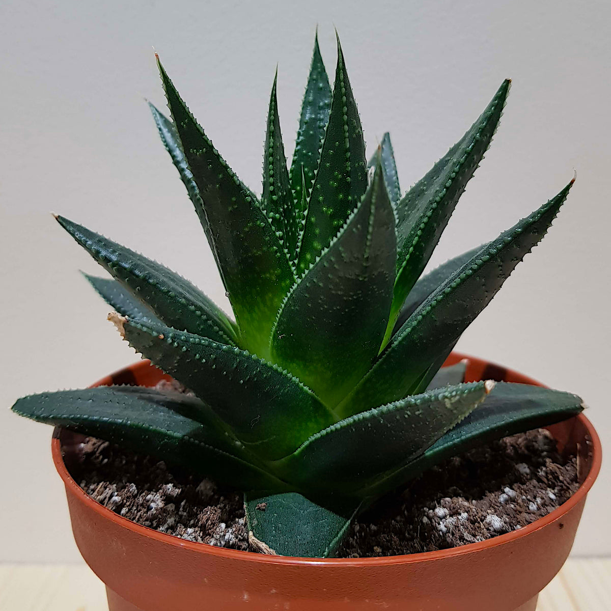 Close-up texture of Gasteraloe Flow thick leaves covered with white pearly spots