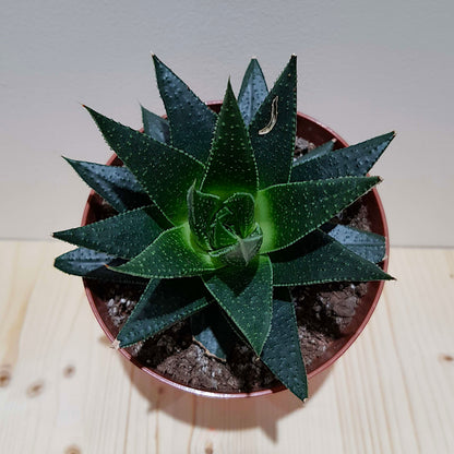 Top view of a compact symmetrical rosette of Gasteraloe Flow hybrid succulent