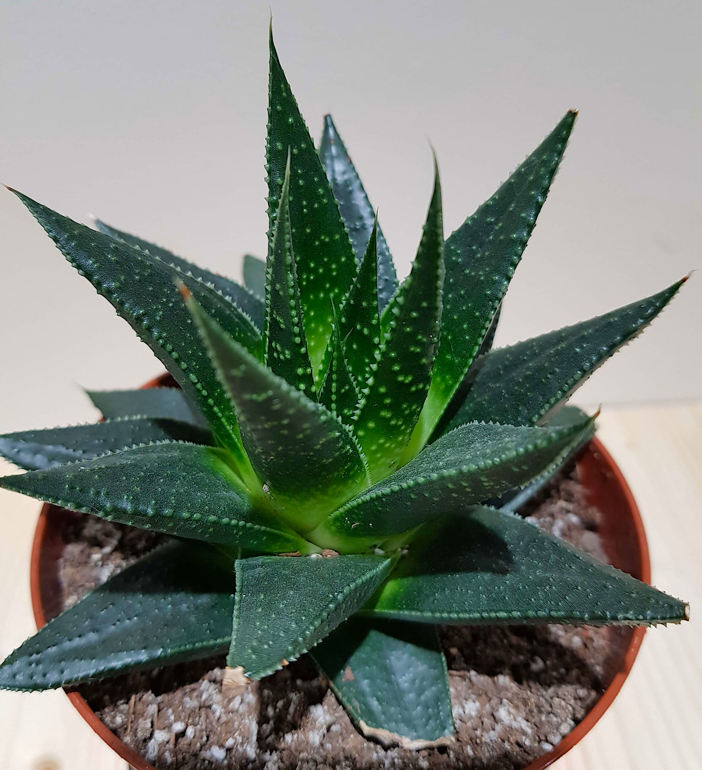 Gasteraloe Flow succulent plant with dark green speckled leaves in a pot