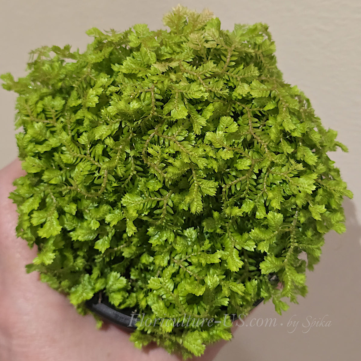 Selaginella kraussiana 'Aurea' forming a dense lime-yellow moss cushion.