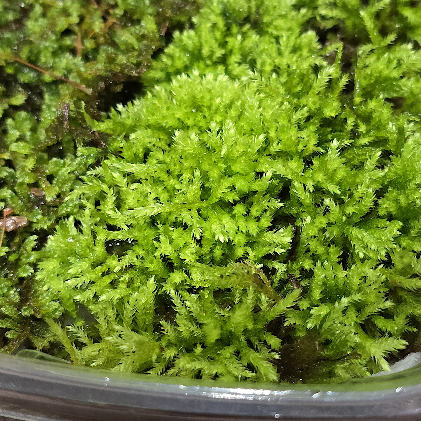 Close-up shot of healthy green moss species included in the variety pack.