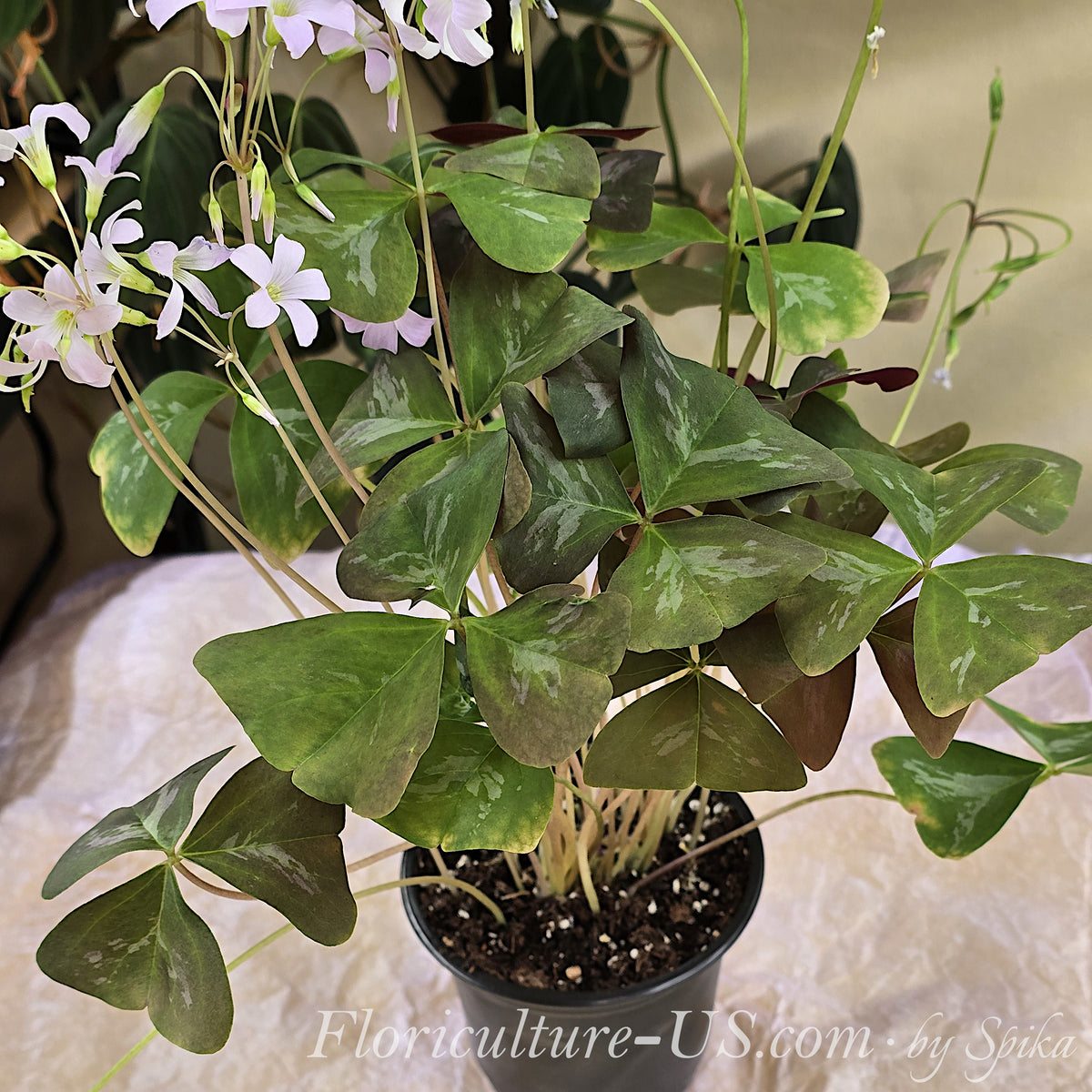 Established live Oxalis Fanny houseplant growing in a black 4-inch nursery pot with abundant green foliage and blooms.