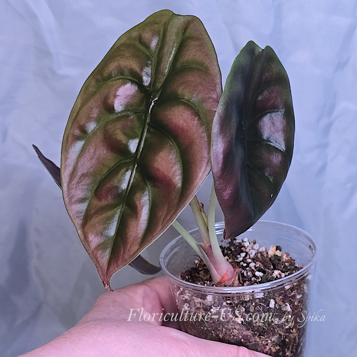 A hand holding a potted Alocasia Cuprea Red Secret starter plant in a clear cup with chunky aroid soil mix.