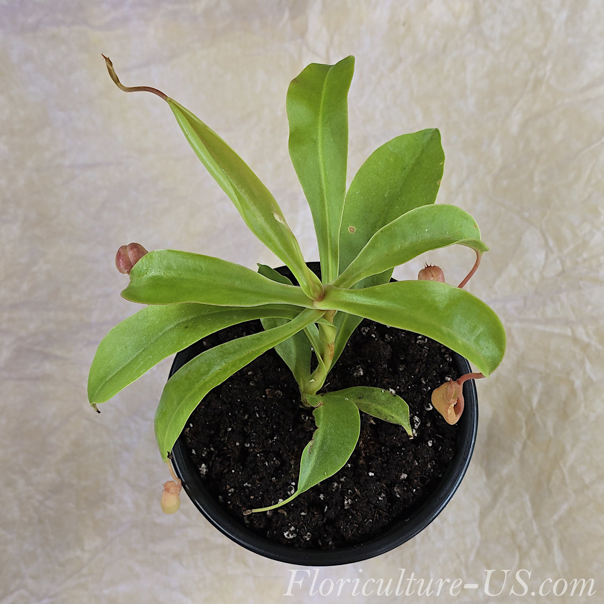 Hanging carnivorous plant Nepenthes Ventrata with multiple insect traps. Tropical indoor plant.