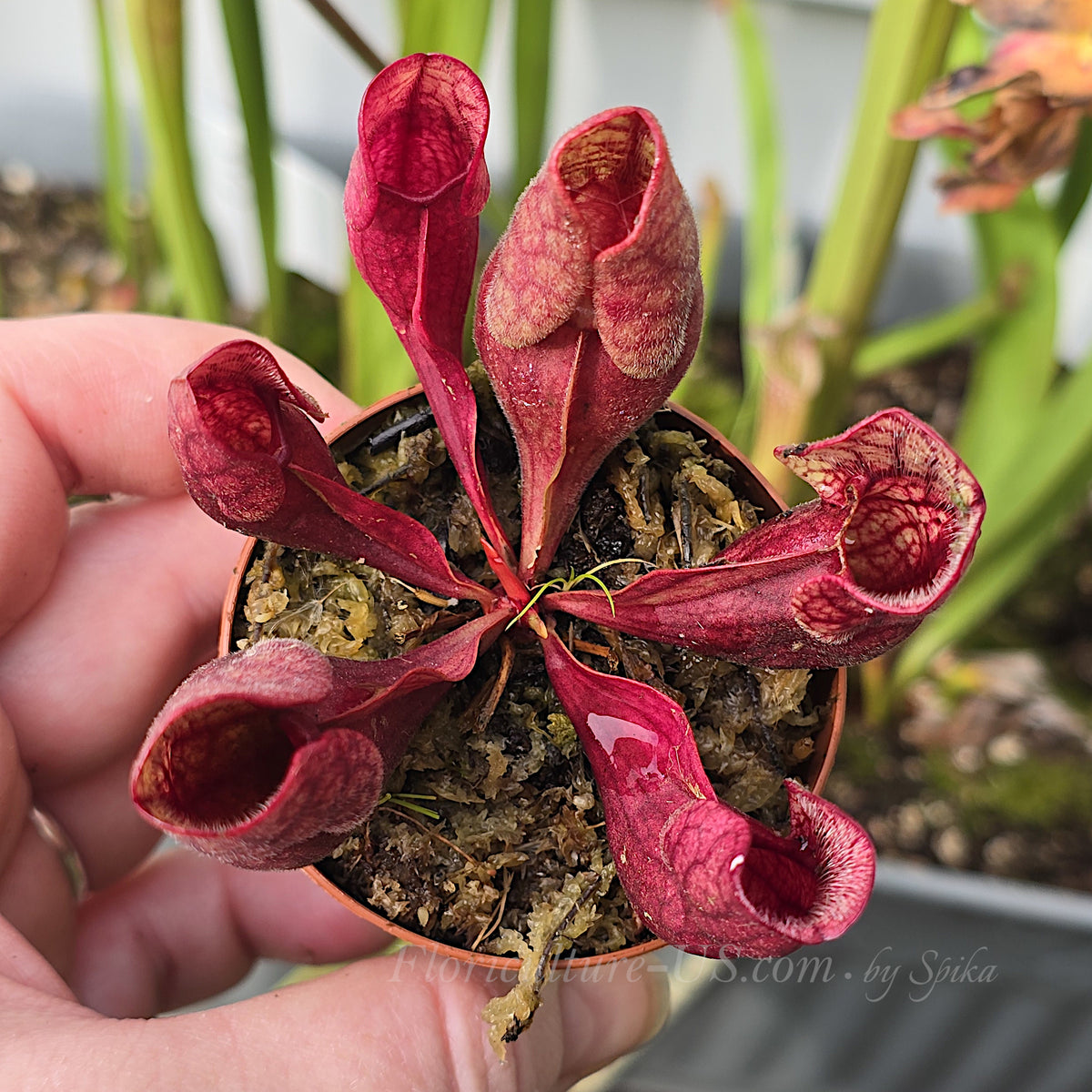 Hardy Sarracenia purpurea venosa 'Red' carnivorous plant.