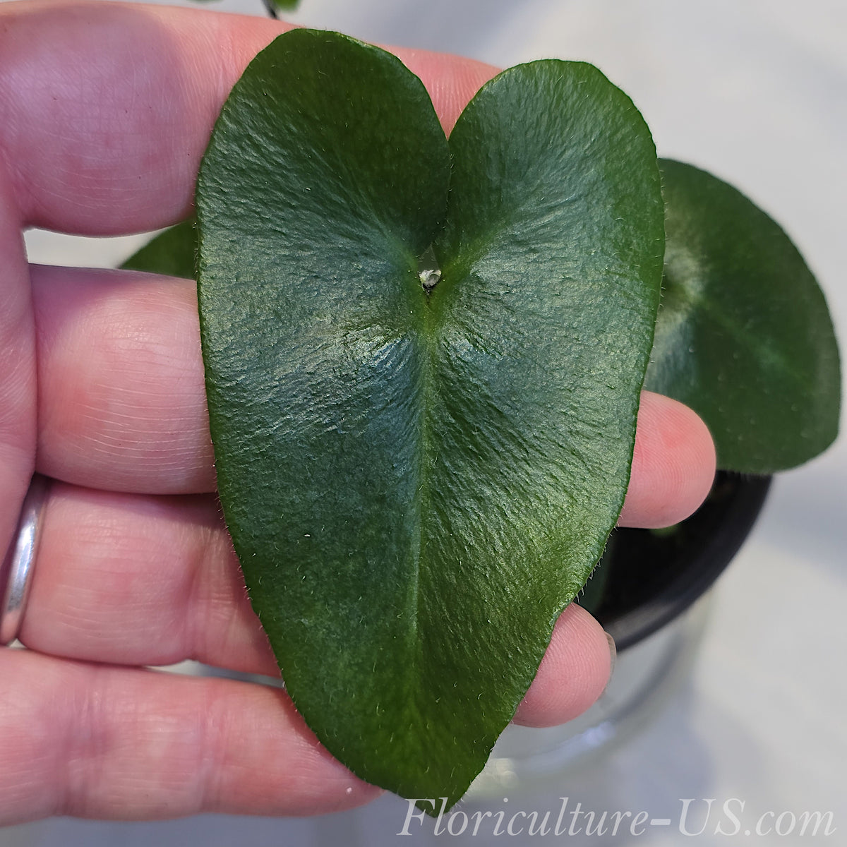 Close up shot of dark green cordate heart shaped leaves of a live Hemionitis arifolia tropical fern
