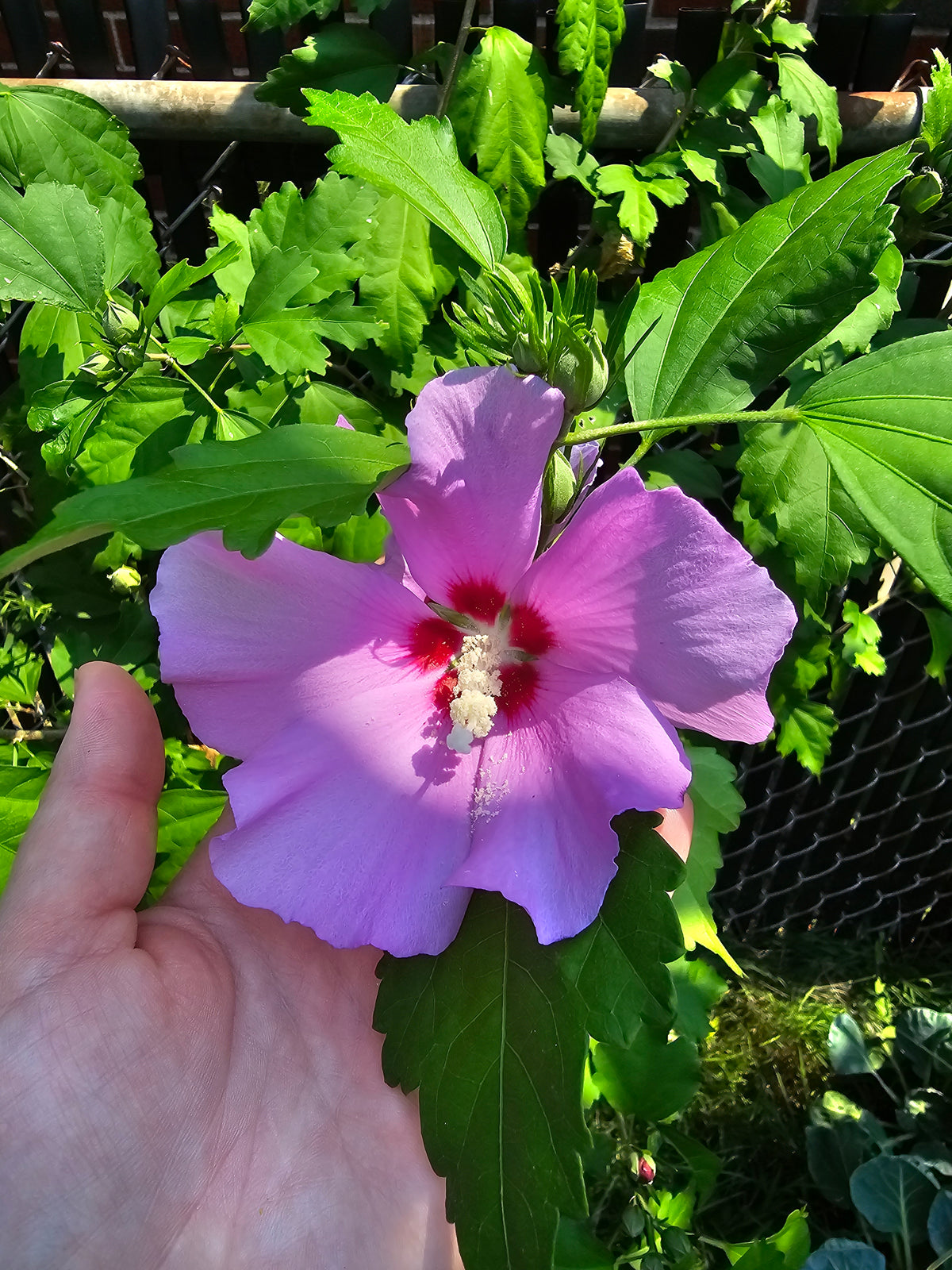 Close-up of a blooming purple Hibiscus syriacus Rose of Sharon flower held in a hand to display its scale