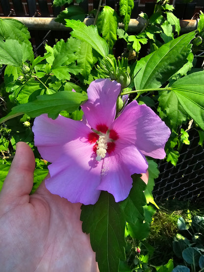 Close-up of a blooming purple Hibiscus syriacus Rose of Sharon flower held in a hand to display its scale