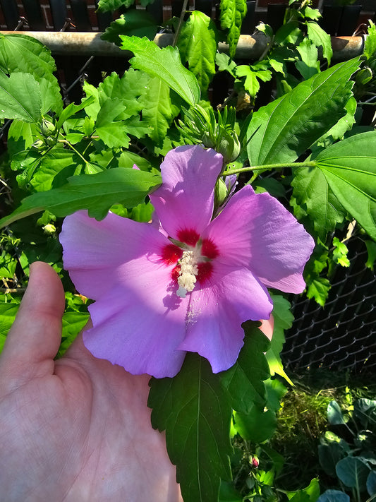 Close-up of a blooming purple Hibiscus syriacus Rose of Sharon flower held in a hand to display its scale