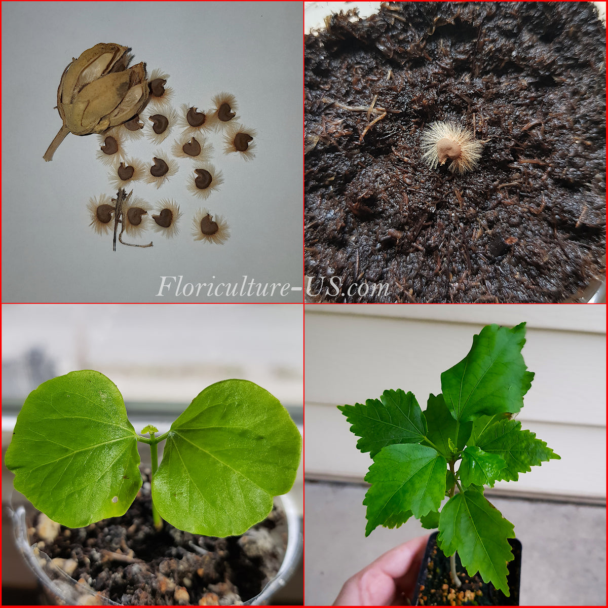 Growth stages collage of Hibiscus syriacus showing dry seeds, a sprouting seed on soil, a young seedling, and a 1-year-old potted plant