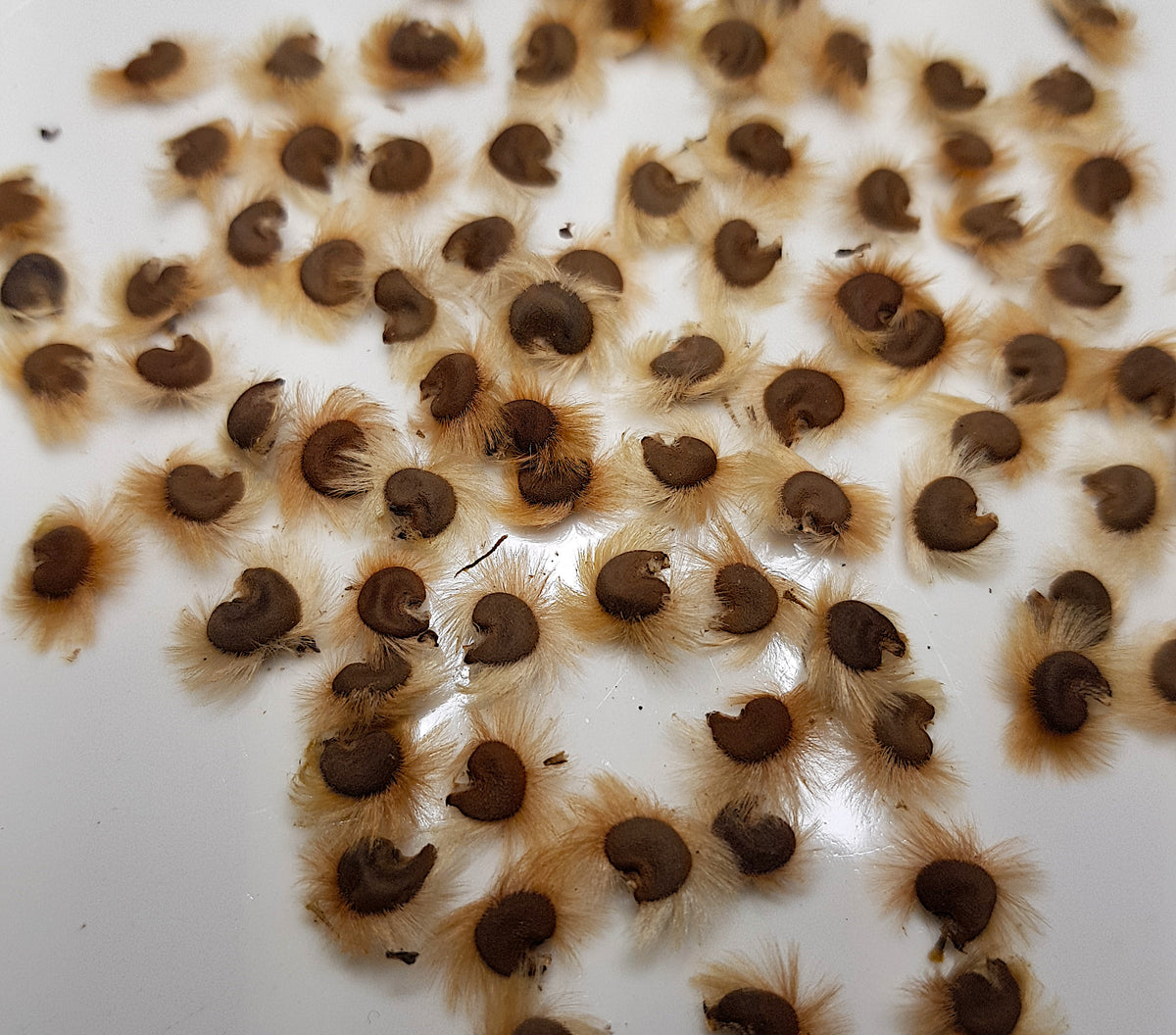 Macro close-up view of viable Hibiscus syriacus seeds ready for cold stratification and indoor sowing