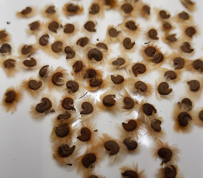Macro close-up view of viable Hibiscus syriacus seeds ready for cold stratification and indoor sowing