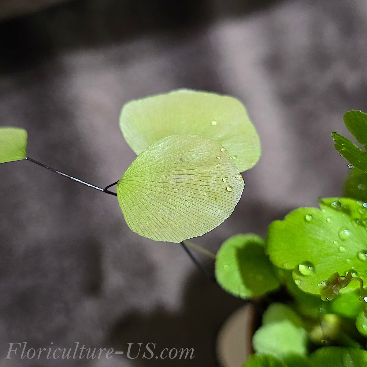 Macro shot of a single shimmering silver-green leaf frond on an Adiantum Peruvianum fern.