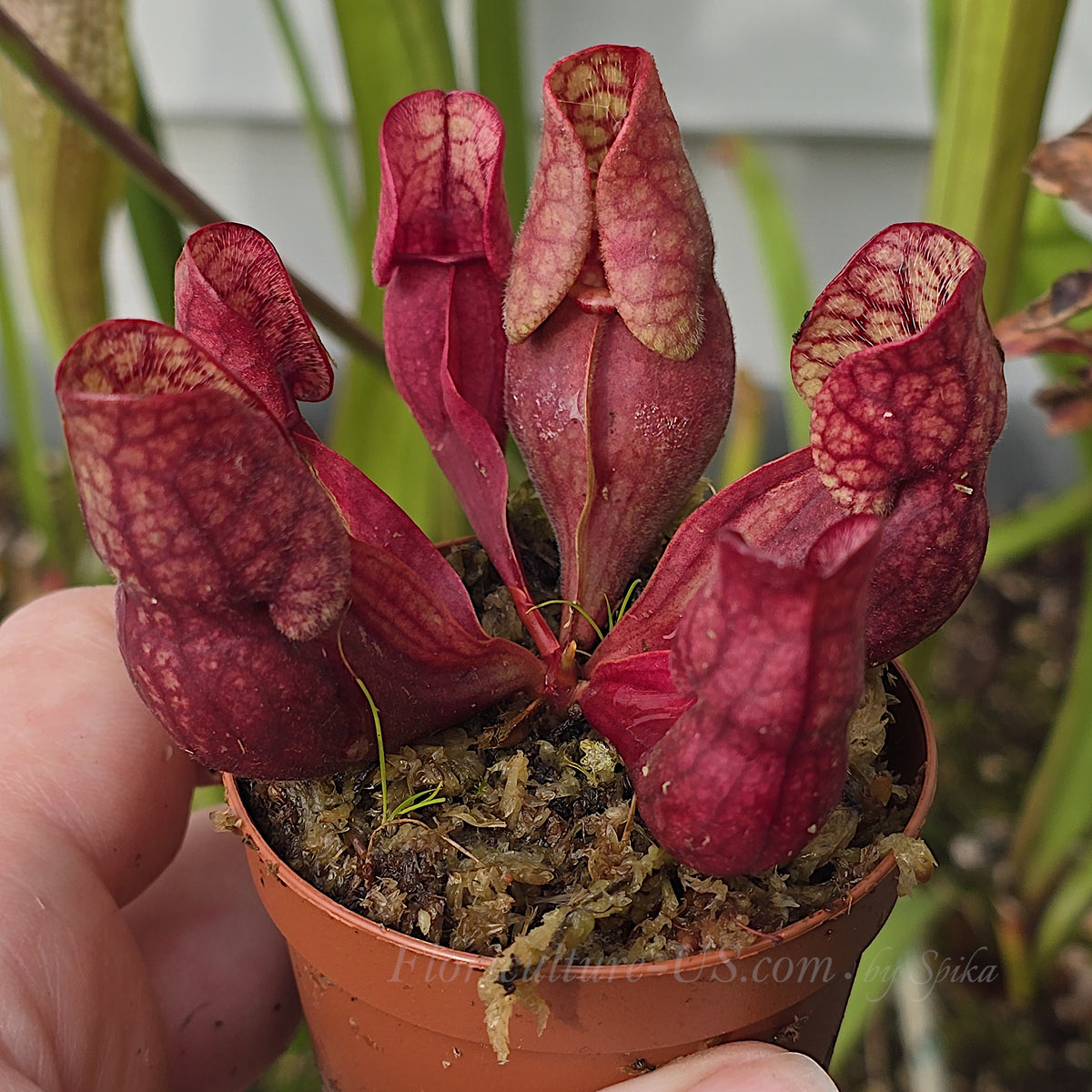 Low maintenance Sarracenia purpurea 'Red' for indoor or outdoor gardens.