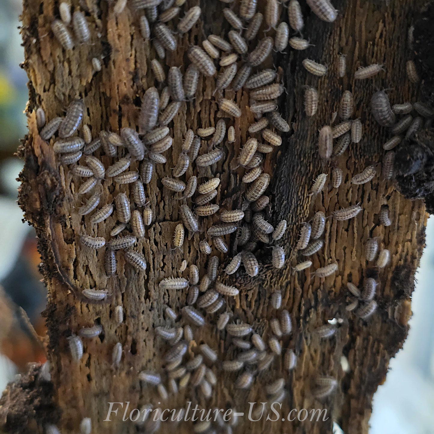 Juvenile Wild Type Armadillidium Vulgare isopods starter pack for sale.