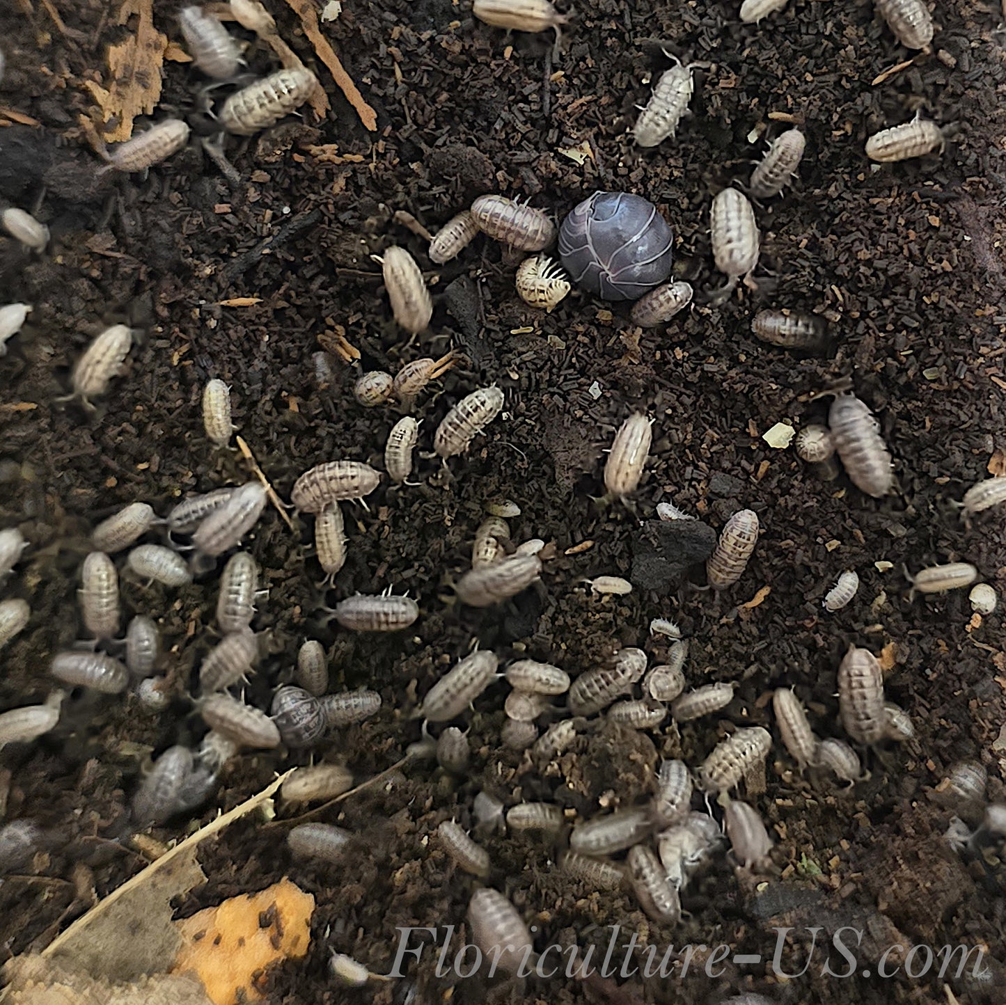 A group of small, healthy Juvenile Armadillidium Vulgare pill bugs and roly poly isopods.