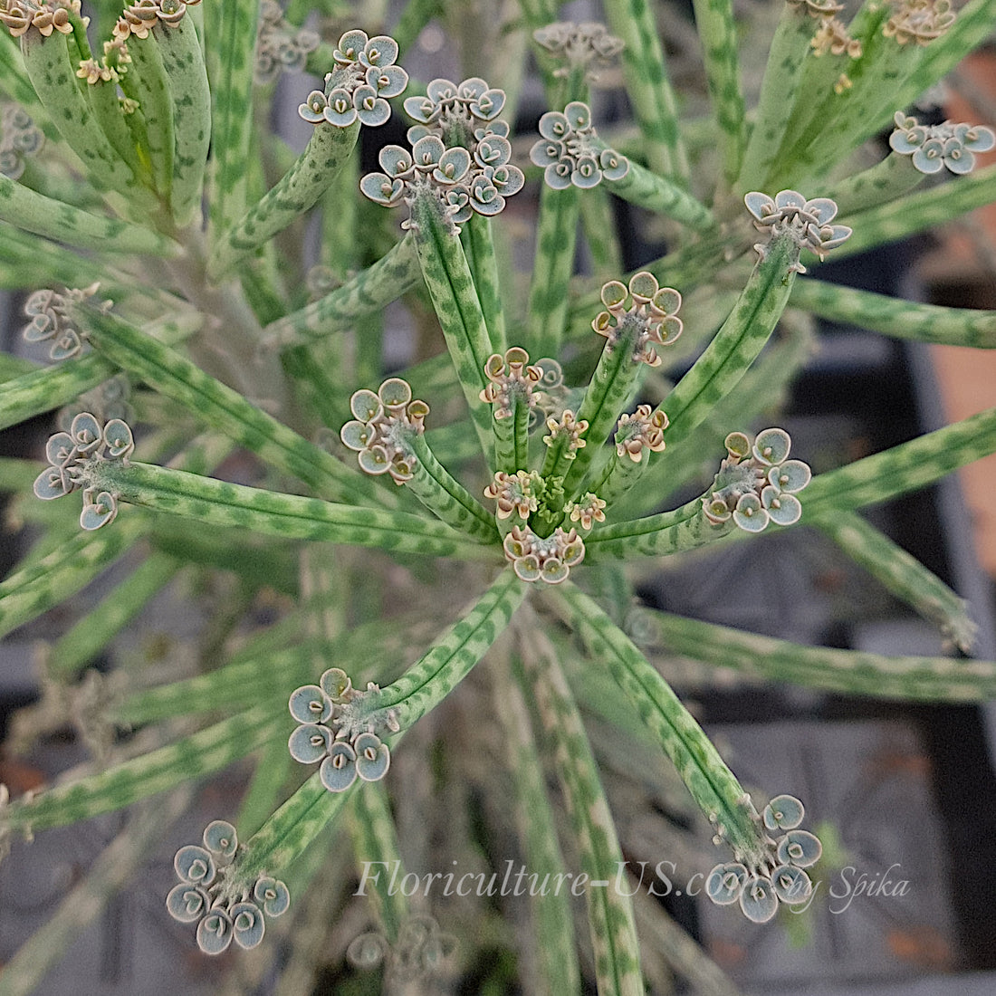 English: Close-up photo of Kalanchoe delagoensis plant with plantlets on leaf edges.