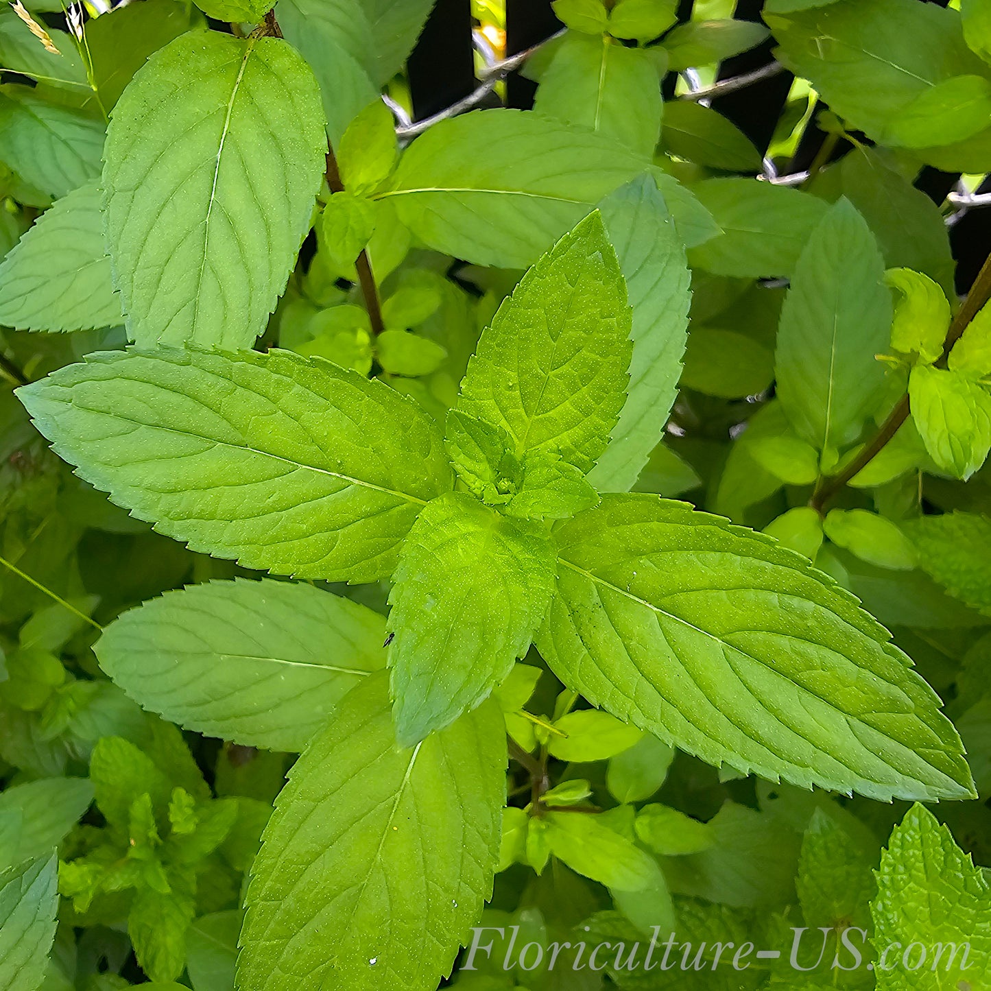 Mentha Peppermint  (Mentha x Piperita), Unrooted Cuttings, Live plant, Herb