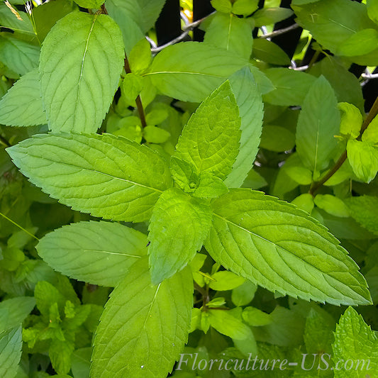 Mentha Peppermint  (Mentha x Piperita), Unrooted Cuttings, Live plant, Herb