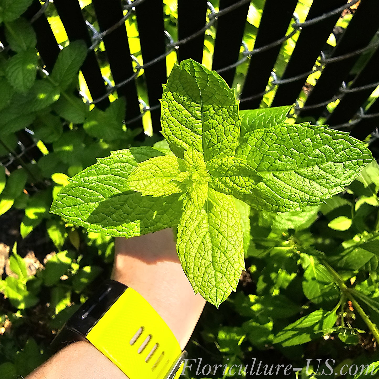 Mentha Spearmint (Spicata), Unrooted Cuttings, Herb