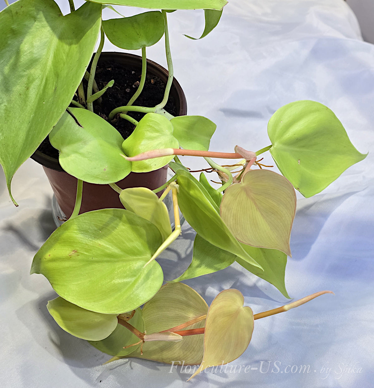 Healthy live Philodendron Lemon Lime trailing houseplant in a pot featuring heart-shaped chartreuse leaves and pink new growth foliage.