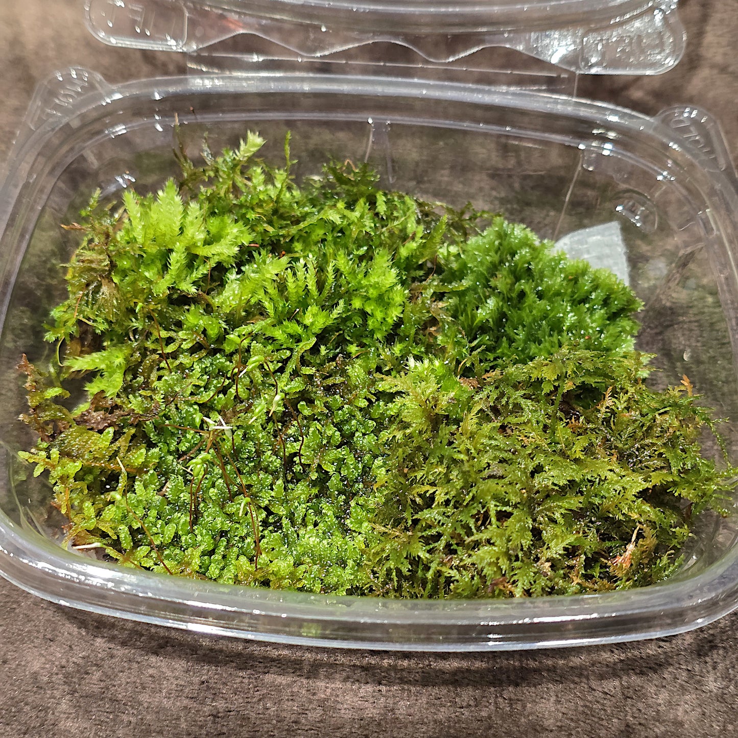 Freshly foraged organic live moss mix shipped in an 8 oz deli container.