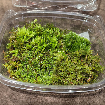Freshly foraged organic live moss mix shipped in an 8 oz deli container.